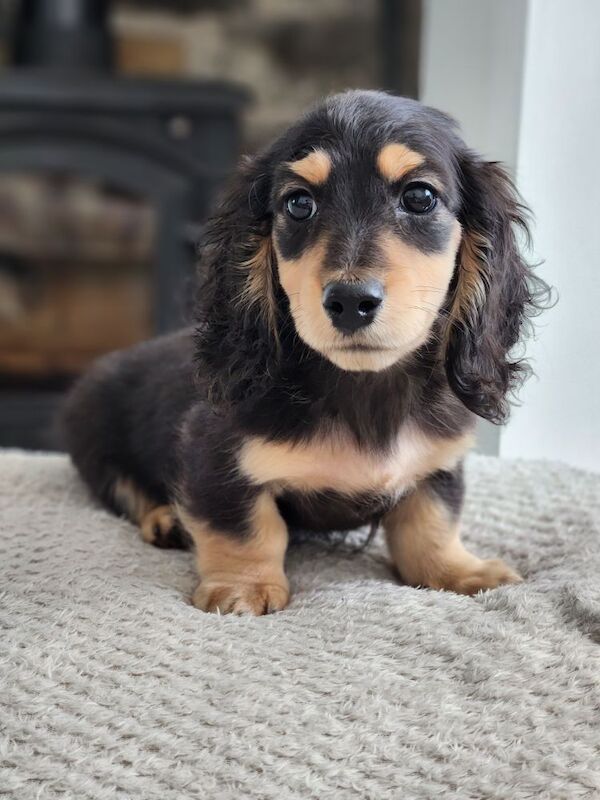 Dachshund puppies for sale in Lancashire – KC registered, 9 weeks old - Image 7 of 8
