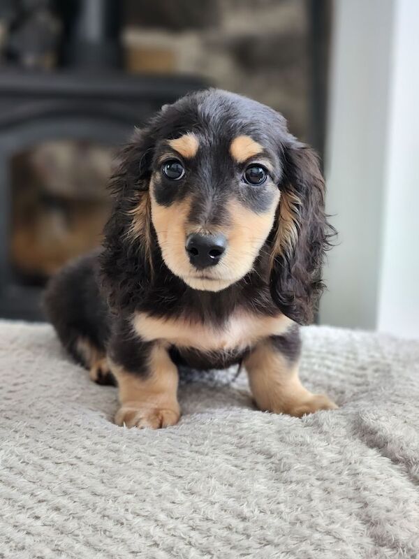 Dachshund puppies for sale in Lancashire – KC registered, 9 weeks old - Image 8 of 8