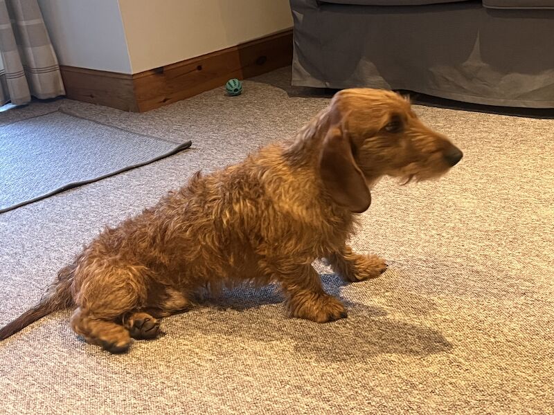 Wire hair Dachshund for Stud for sale in Pollok, Glasgow City