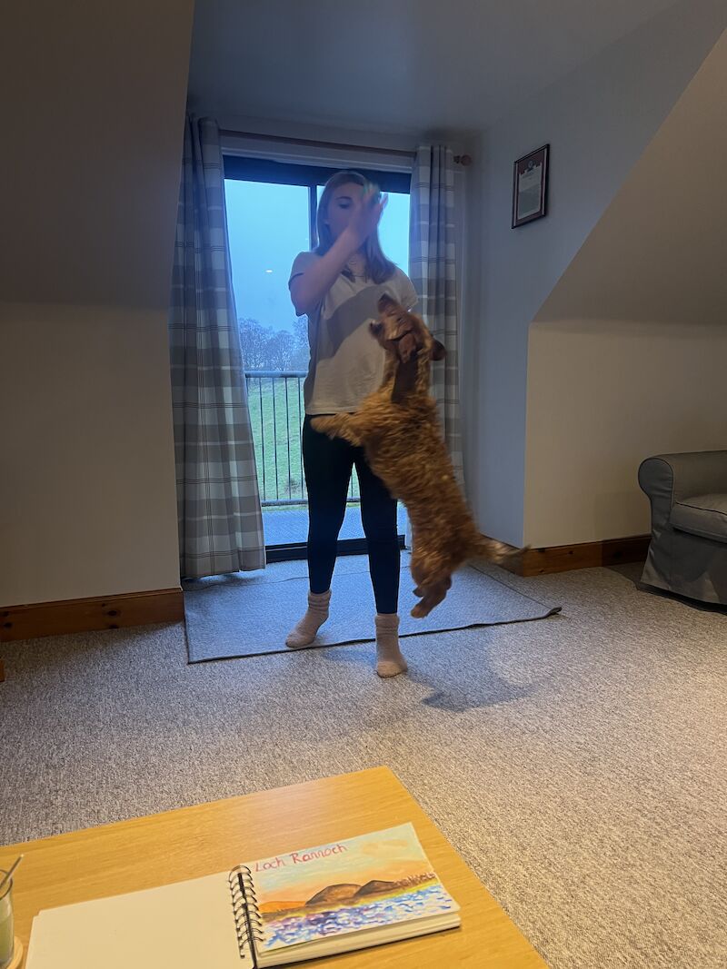 Wire hair Dachshund for Stud for sale in Pollok, Glasgow City | Image 2