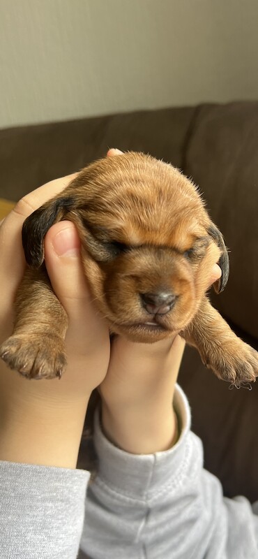 Wire hair Dachshund for Stud for sale in Pollok, Glasgow City | Image 3