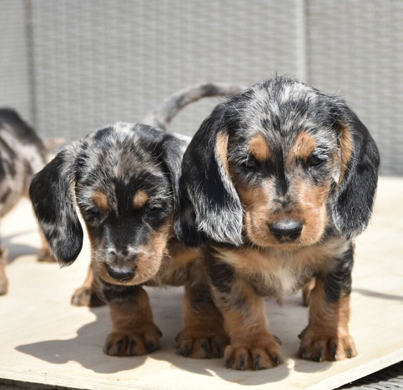 Dachshund puppies for sale in Tarleton, Lancashire – 7 weeks old