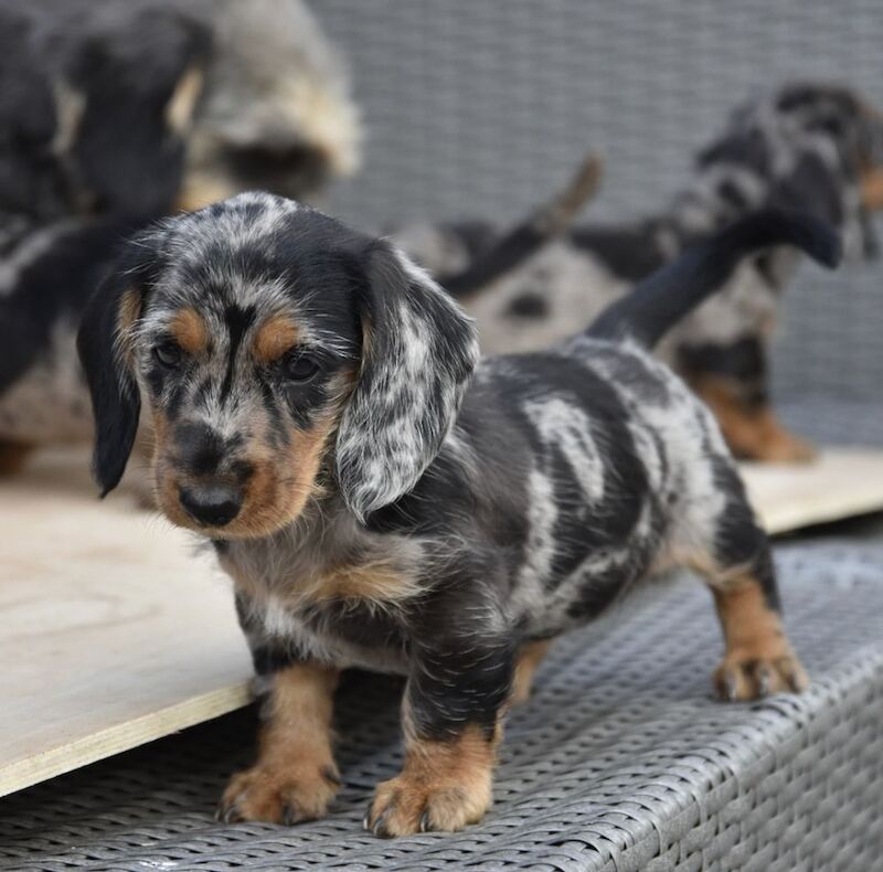 Dachshund puppies for sale in Tarleton, Lancashire – 7 weeks old - Image 2 of 10