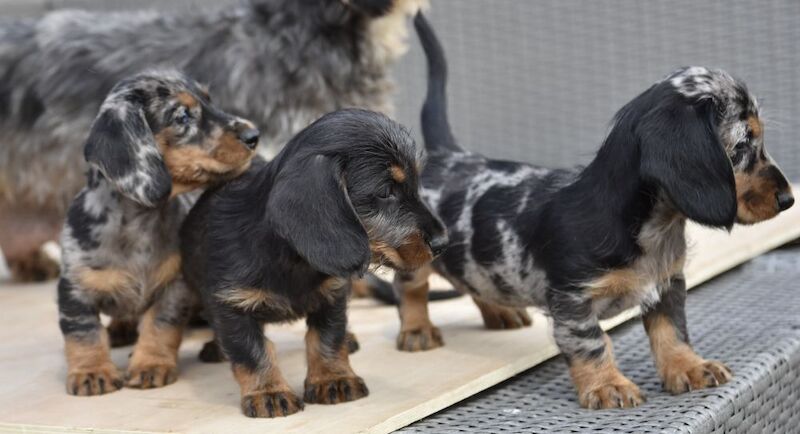 Dachshund puppies for sale in Tarleton, Lancashire – 7 weeks old - Image 3 of 10