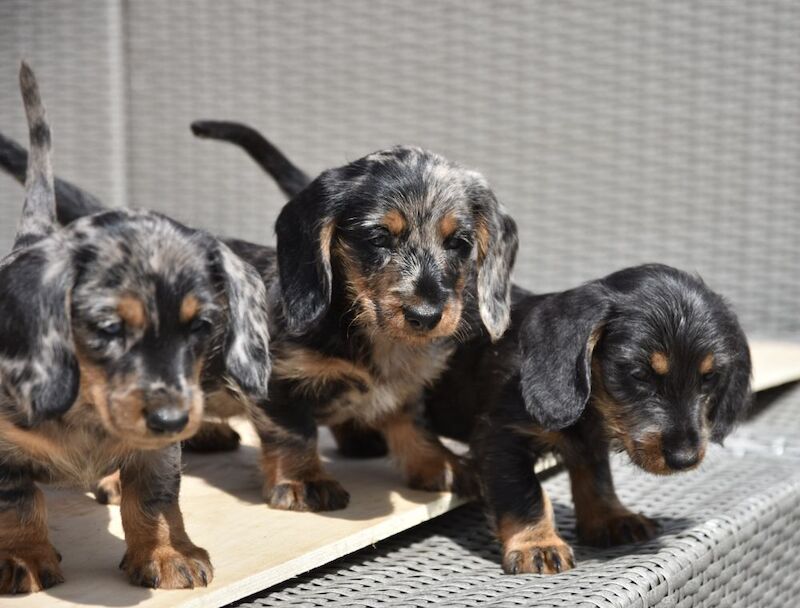 Dachshund puppies for sale in Tarleton, Lancashire – 7 weeks old - Image 4 of 10