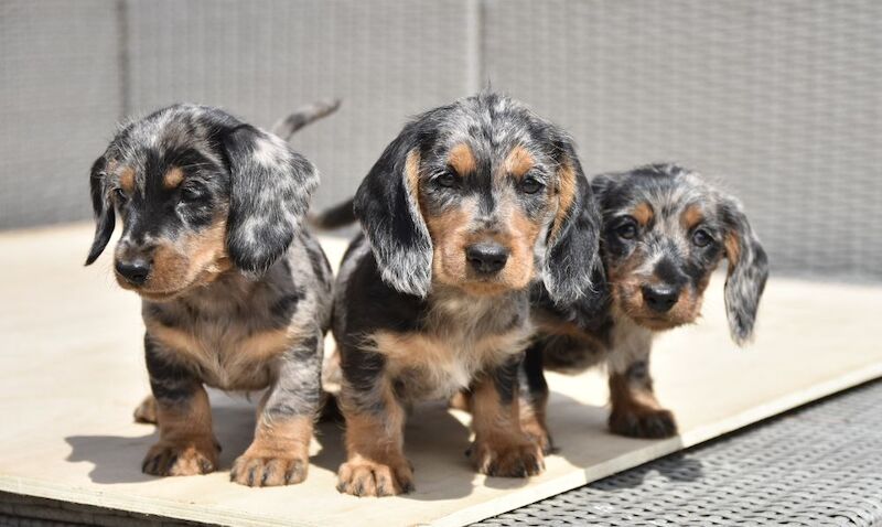 Dachshund puppies for sale in Tarleton, Lancashire – 7 weeks old - Image 5 of 10