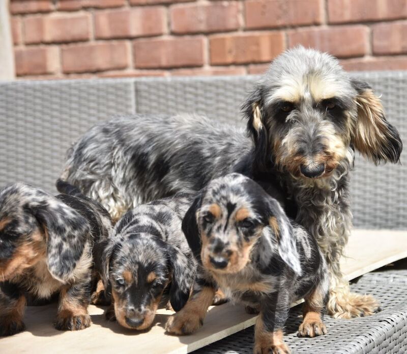 Dachshund puppies for sale in Tarleton, Lancashire – 7 weeks old - Image 6 of 10