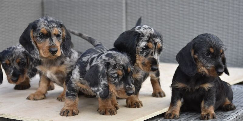 Dachshund puppies for sale in Tarleton, Lancashire – 7 weeks old - Image 7 of 10