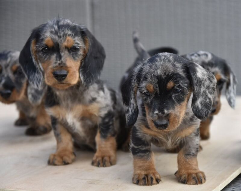 Dachshund puppies for sale in Tarleton, Lancashire – 7 weeks old - Image 8 of 10