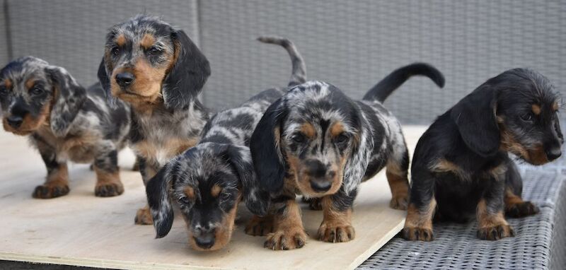 Dachshund puppies for sale in Tarleton, Lancashire – 7 weeks old - Image 9 of 10