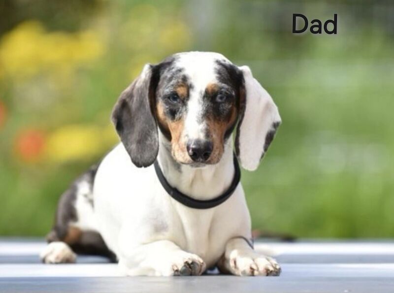 Dachshund puppies for sale in Tarleton, Lancashire – 7 weeks old - Image 10 of 10
