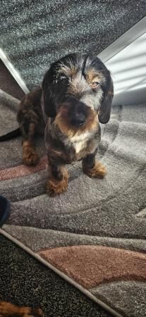 Wirehaired dachshund for sale in Carlton in Cleveland, North Yorkshire
