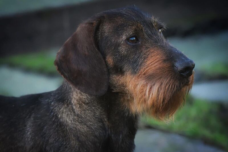 Dachshund puppies for sale in Gateshead, Tyne and Wear – 10 weeks old