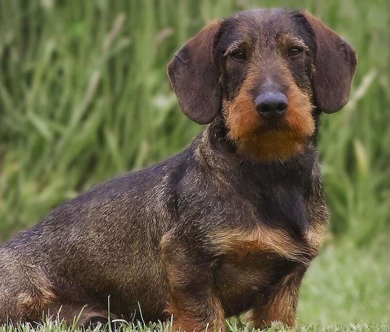 Dachshund puppies for sale in Gateshead, Tyne and Wear – 6 weeks old - Image 2 of 15