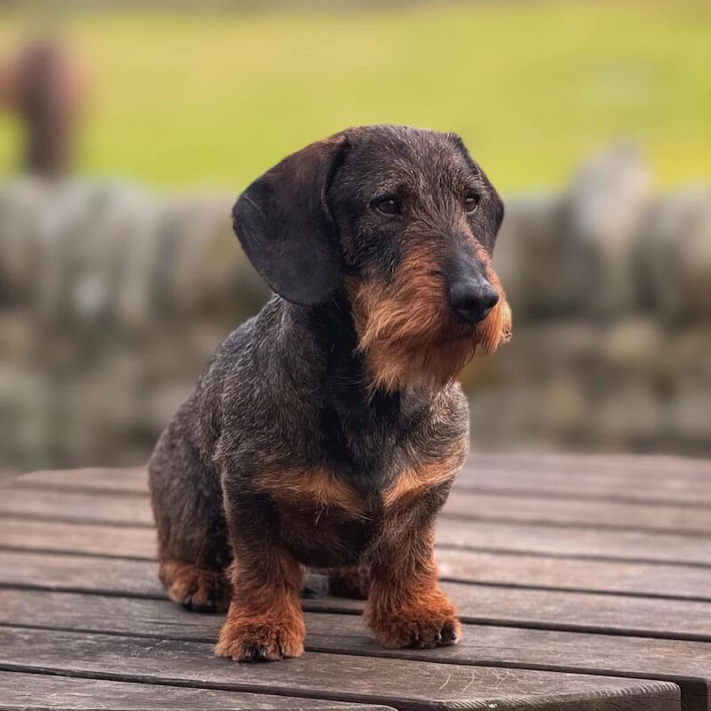 Dachshund puppies for sale in Gateshead, Tyne and Wear – 6 weeks old - Image 3 of 15