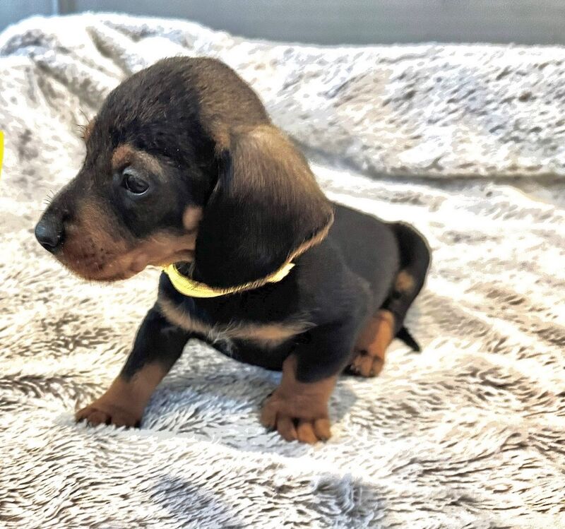Dachshund puppies for sale in Gateshead, Tyne and Wear – 6 weeks old - Image 4 of 15