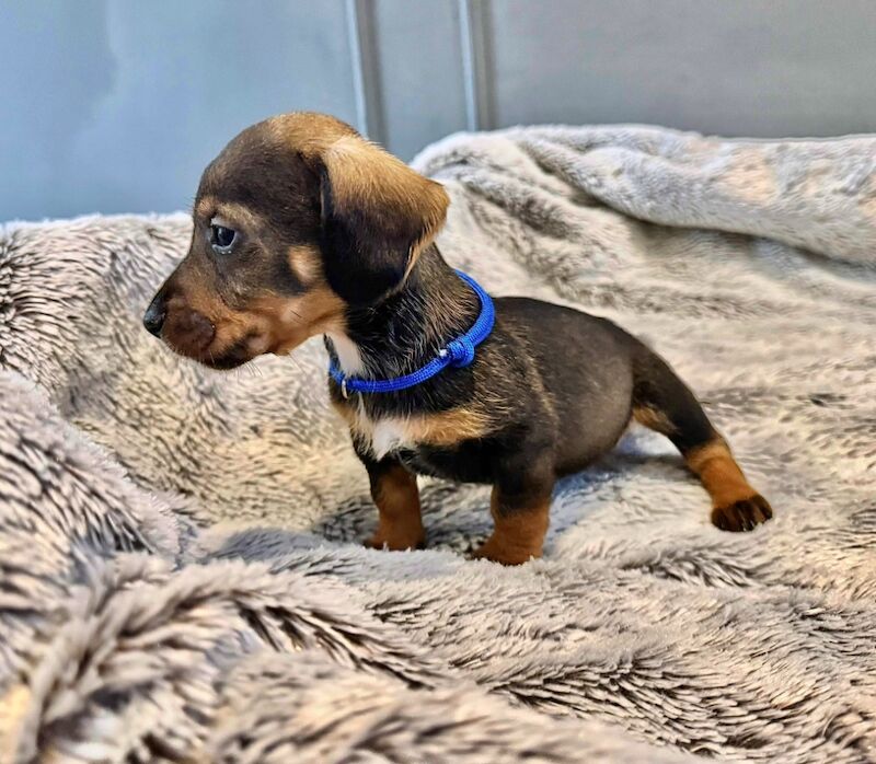 Dachshund puppies for sale in Gateshead, Tyne and Wear – 6 weeks old - Image 5 of 15