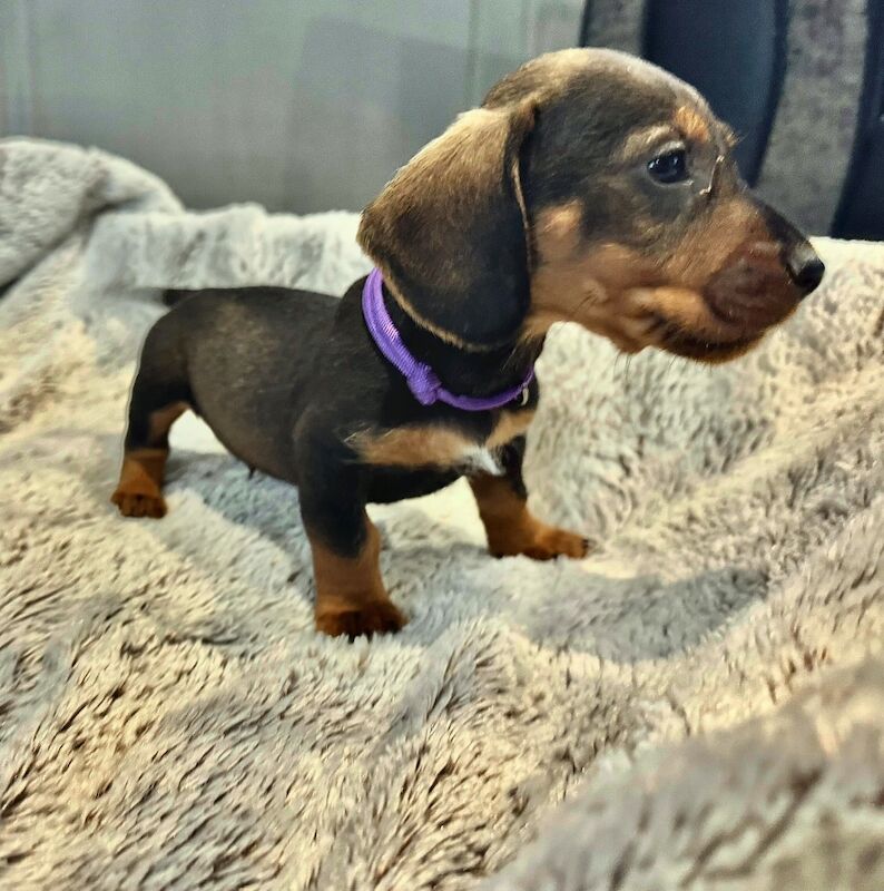 Dachshund puppies for sale in Gateshead, Tyne and Wear – 6 weeks old - Image 6 of 15