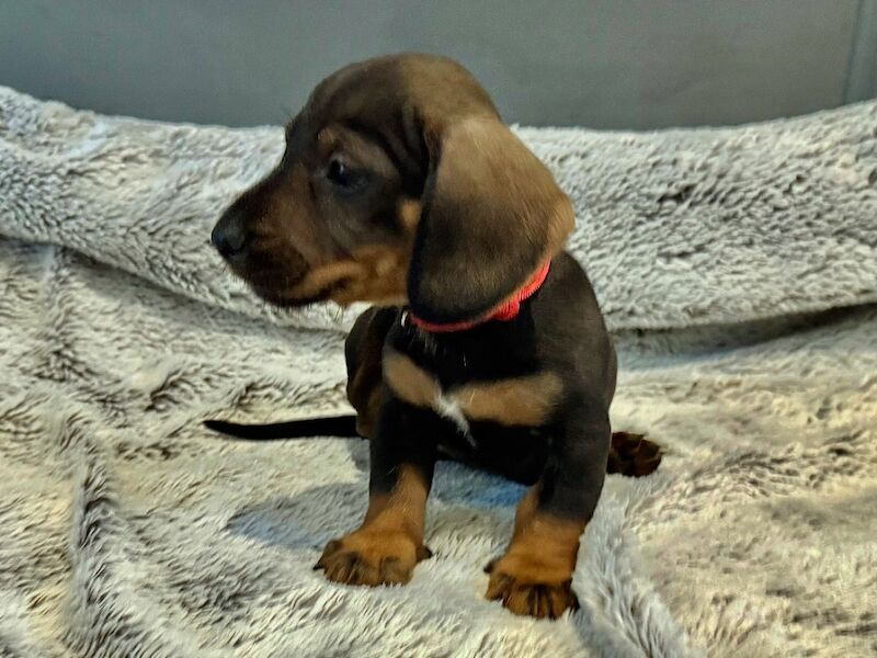 Dachshund puppies for sale in Gateshead, Tyne and Wear – 6 weeks old - Image 7 of 15