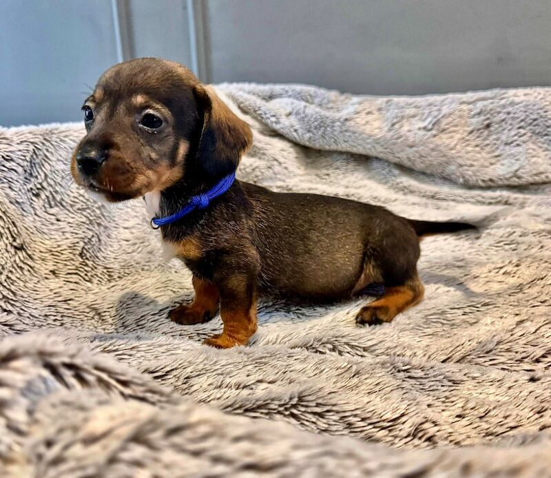 Dachshund puppies for sale in Gateshead, Tyne and Wear – 6 weeks old - Image 8 of 15