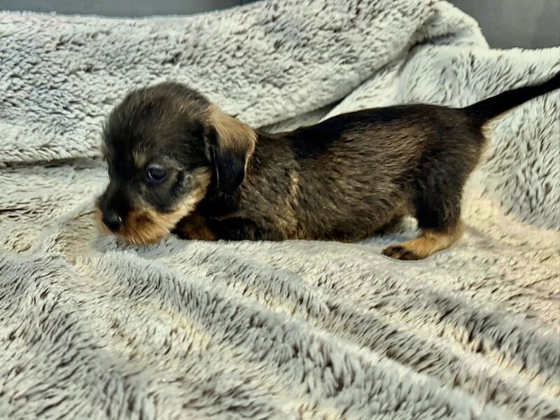 Dachshund puppies for sale in Gateshead, Tyne and Wear – 6 weeks old - Image 9 of 15