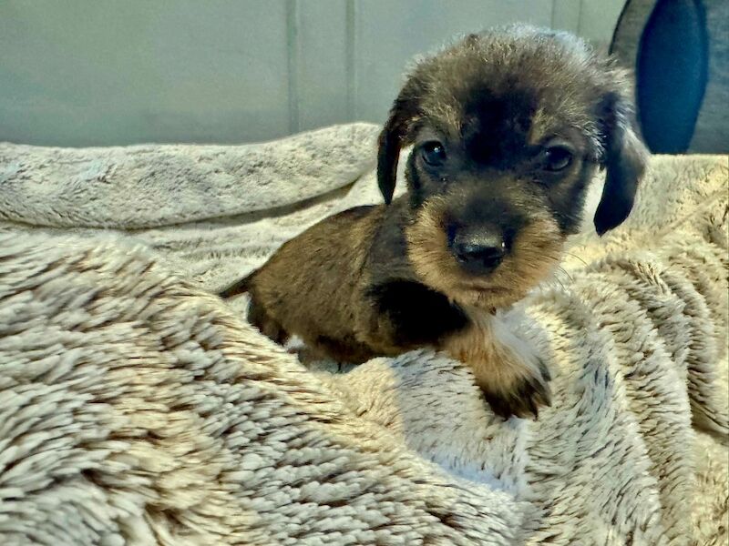 Dachshund puppies for sale in Gateshead, Tyne and Wear – 6 weeks old - Image 10 of 15