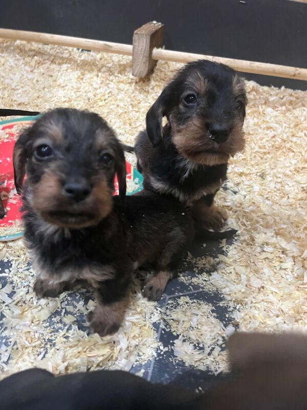 Dachshund puppies for sale in Gateshead, Tyne and Wear – 6 weeks old - Image 11 of 15