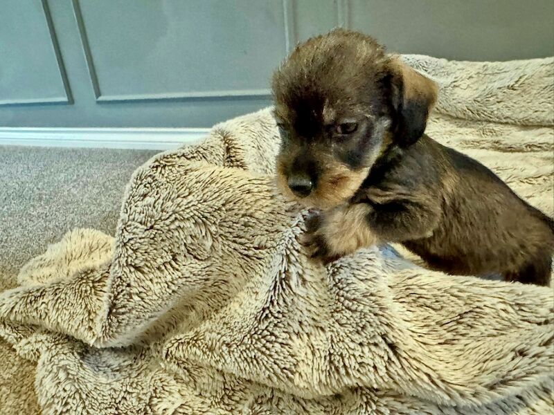 Dachshund puppies for sale in Gateshead, Tyne and Wear – 6 weeks old - Image 12 of 15