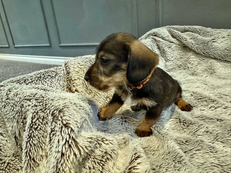 Dachshund puppies for sale in Gateshead, Tyne and Wear – 6 weeks old - Image 13 of 15