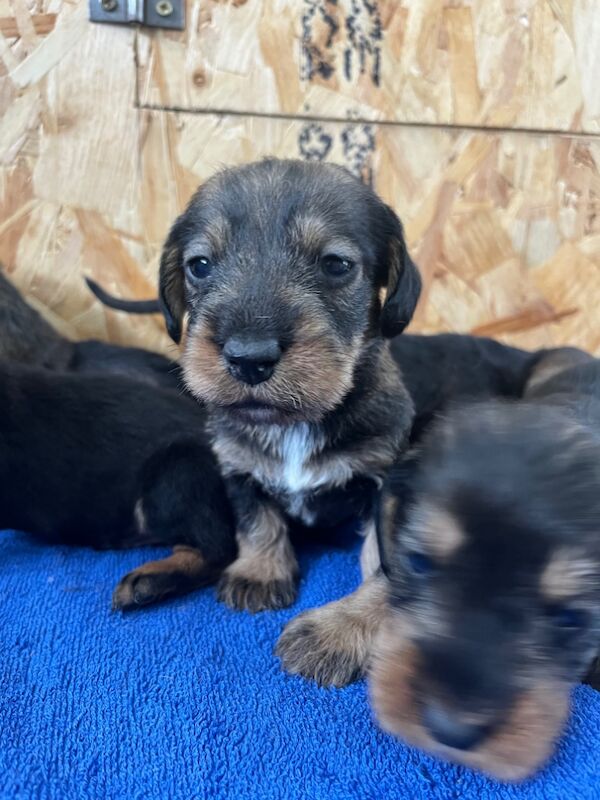 Dachshund puppies for sale in Gateshead, Tyne and Wear – 6 weeks old - Image 14 of 15