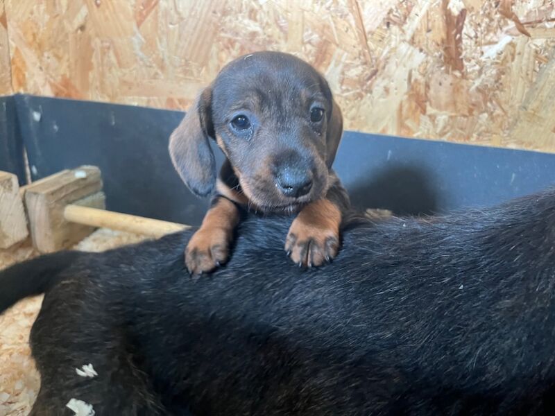 Dachshund puppies for sale in Gateshead, Tyne and Wear – 6 weeks old - Image 15 of 15