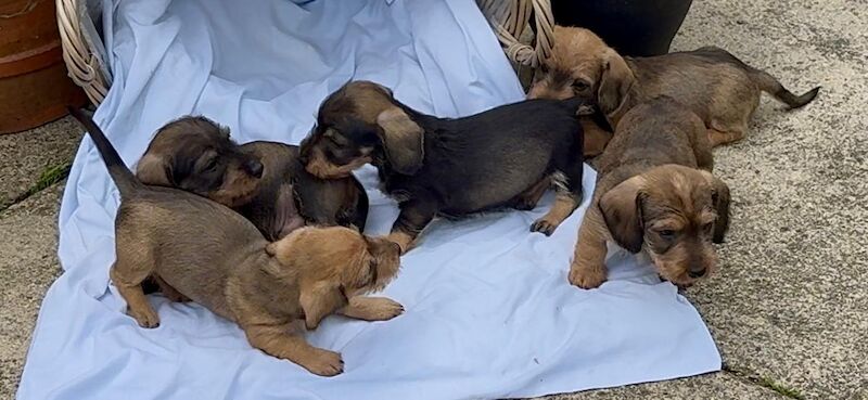 Wirehaired Dachshund puppies for sale in Dingwall, Ross and Cromarty