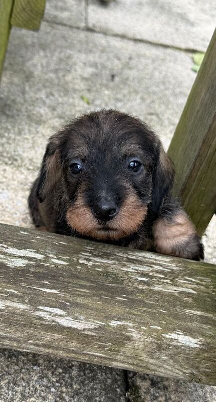 Wirehaired Dachshund puppies for sale in Dingwall, Ross and Cromarty | Image 2