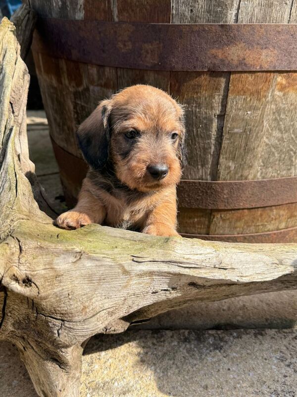 Wirehaired Dachshund puppies for sale in Dingwall, Ross and Cromarty | Image 3