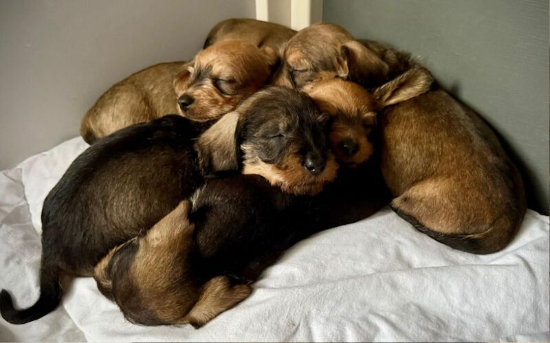 Wirehaired Dachshund puppies for sale in Dingwall, Ross and Cromarty | Image 4