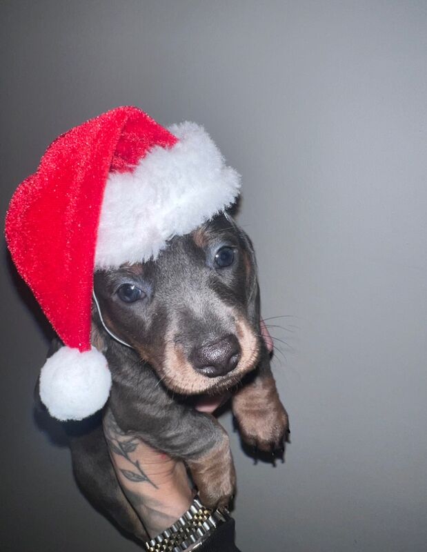 X5 beautiful miniature dachshunds for sale in Harlow, Essex | Image 2