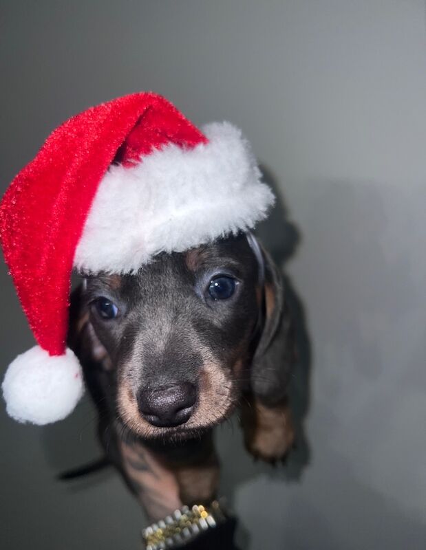 X5 beautiful miniature dachshunds for sale in Harlow, Essex - Image 3