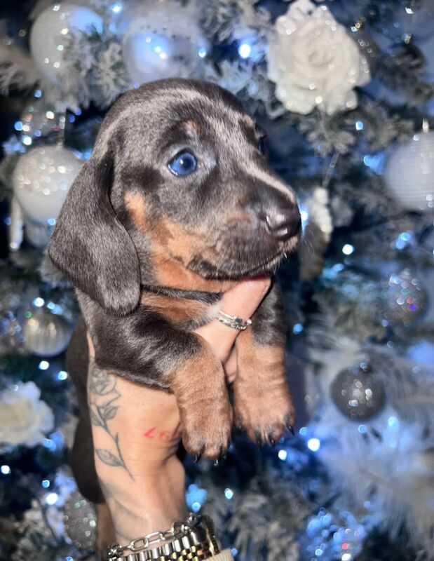 X5 beautiful miniature dachshunds for sale in Harlow, Essex - Image 4