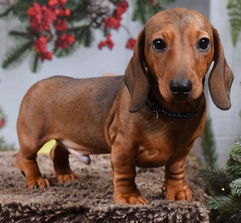 Young male for sale in Derbyshire