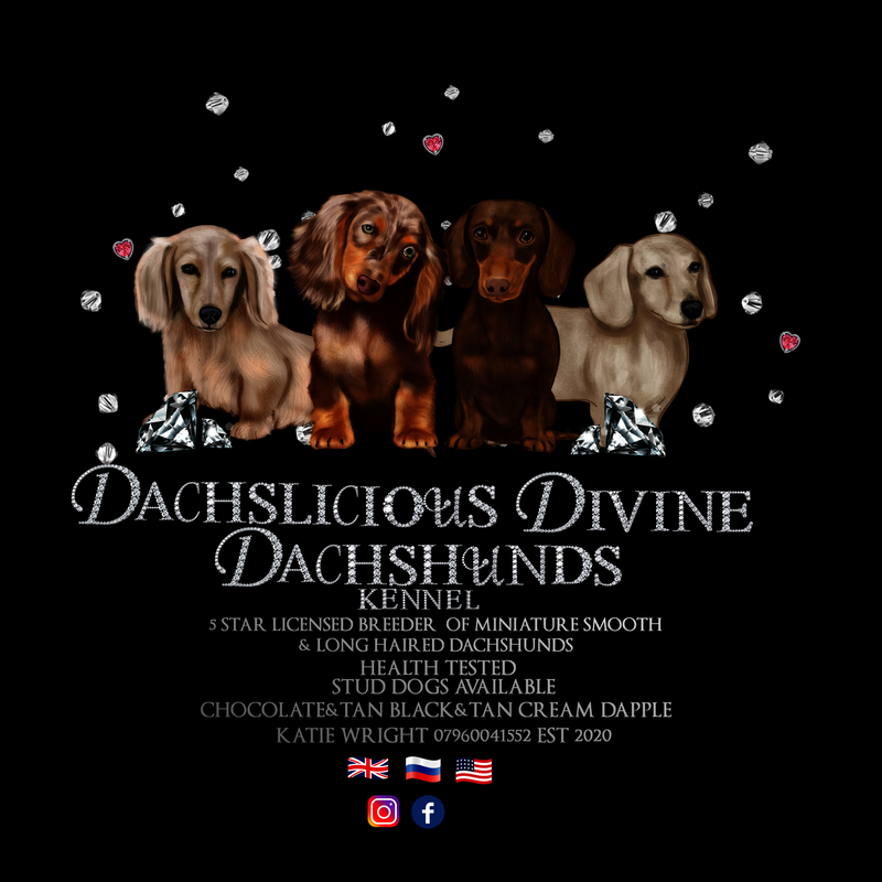 katie wright - Licensed Dachshund breeder