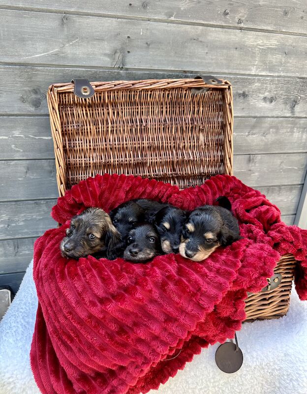 Krystle lamb - Licensed Dachshund breeder