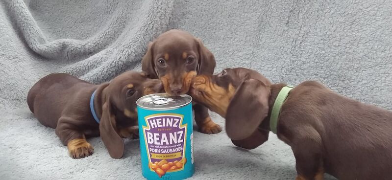 Jason Mallinson - Dachshund breeder
