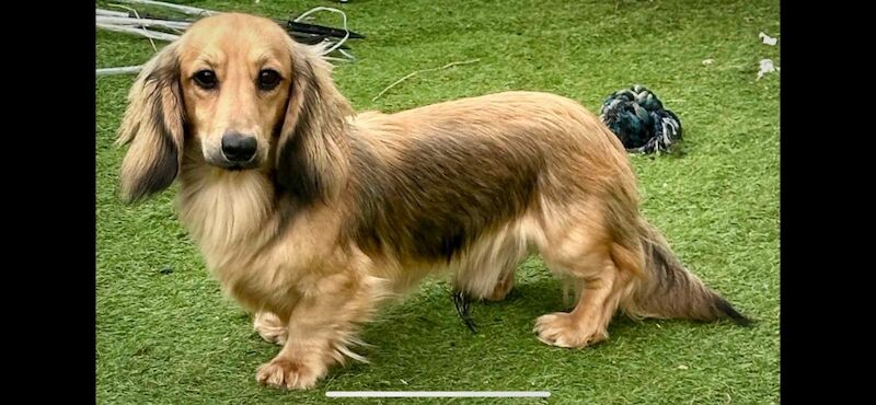 Beth - Private Seller on Dachshund Owners - Image 3