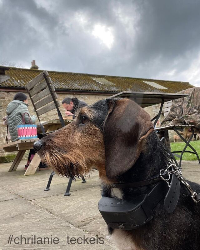Beth - Private Seller on Dachshund Owners - Image 4