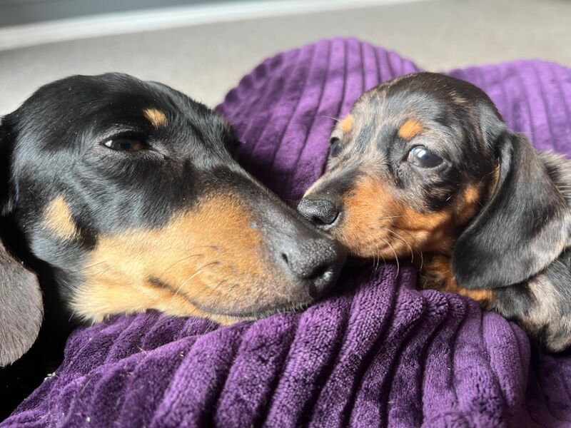 Beth - Private Seller on Dachshund Owners - Image 6