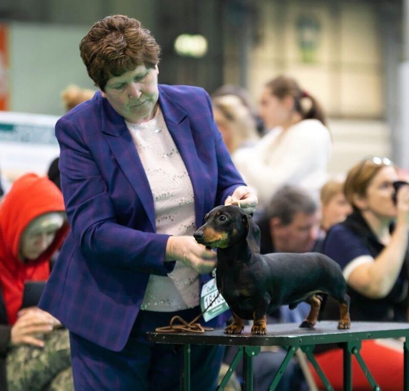Debbie Carey - Licensed Dachshund Breeder - Image 1
