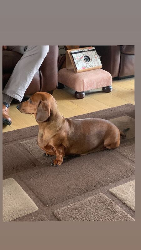 Jo Truscott - Dachshund Breeder on Dachshund Owners - Image 1