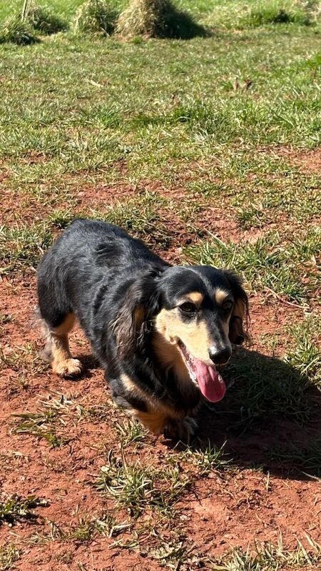 Jo Truscott - Dachshund Breeder on Dachshund Owners - Image 2