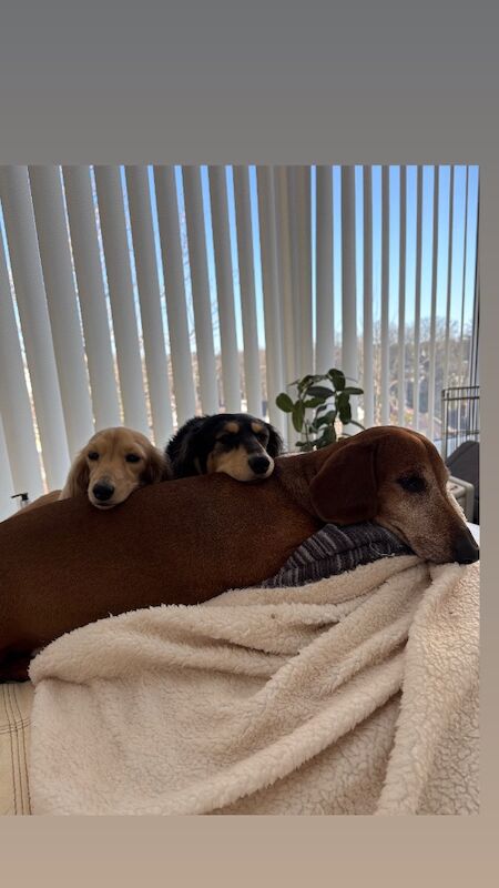 Jo Truscott - Dachshund Breeder - Image 6