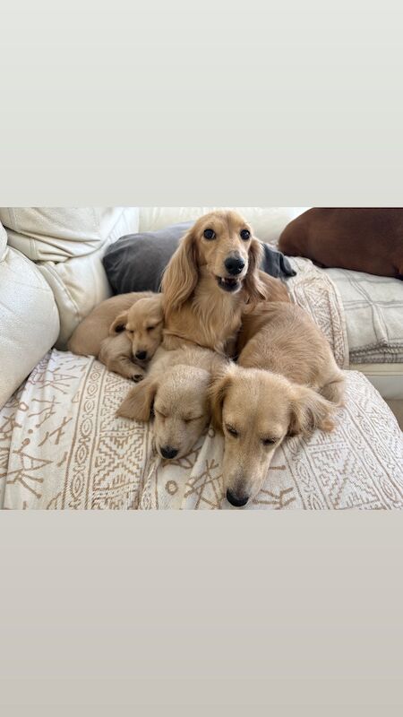 Jo Truscott - Dachshund Breeder - Image 7